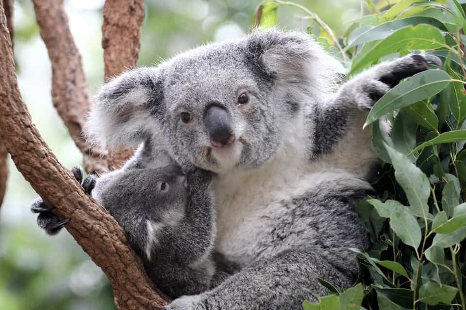 Best-Zoos-in-Australia-Lone-Pine-Koala-Sanctuary